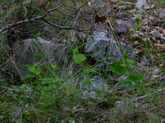Aristolochia rotunda