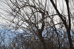 Spizelloides arborea