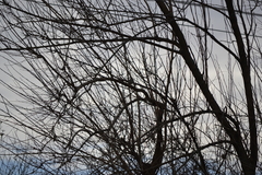 Spizelloides arborea