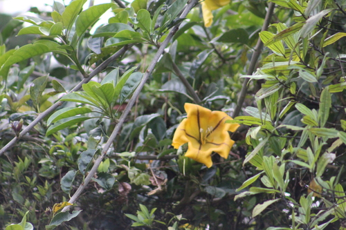 Solandra maxima
