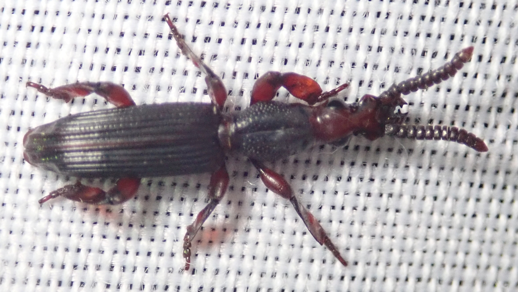 Pericordus