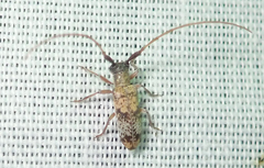 Eunidia subtergrisea