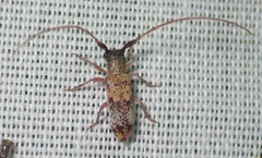 Eunidia subtergrisea