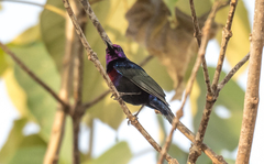 Cinnyris coccinigastrus