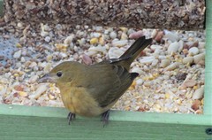 Piranga rubra