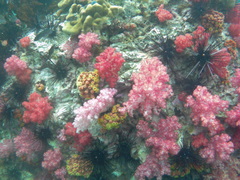 Tubastraea