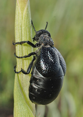 Meloe tuccius