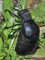 Meloe tuccius