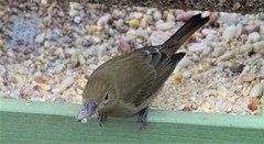 Piranga rubra