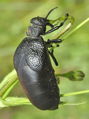 Meloe tuccius