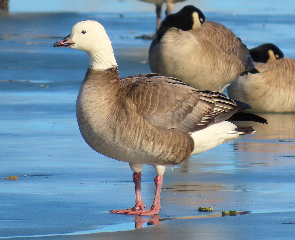 Snow × Cackling Goose