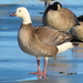 Snow × Cackling Goose - Photo (c) Hannah Floyd, some rights reserved (CC BY-NC), uploaded by Hannah Floyd