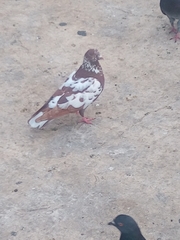Columba livia
