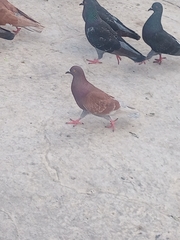 Columba livia domestica