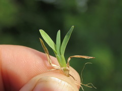 Chloris pycnothrix