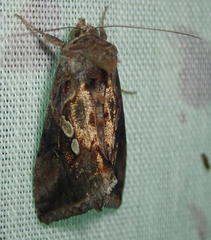 Chrysodeixis acuta