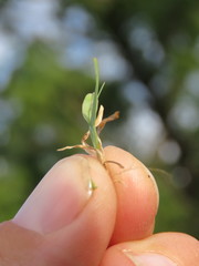 Chloris pycnothrix