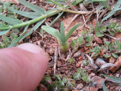 Chloris pycnothrix