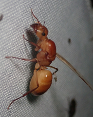 Camponotus mystaceus