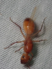 Camponotus mystaceus