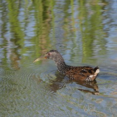 Pardirallus maculatus