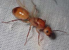 Camponotus mystaceus