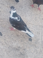 Columba livia domestica