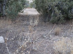 Penstemon pachyphyllus