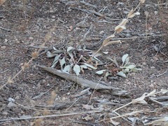 Penstemon pachyphyllus