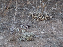 Penstemon pachyphyllus