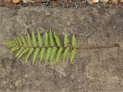 Dryopteris × australis