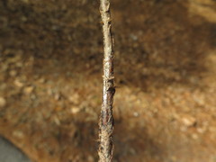 Dryopteris × australis