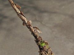 Dryopteris × australis