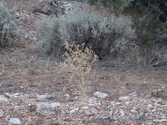 Frasera albomarginata