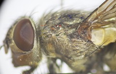 Pollenia angustigena