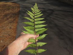 Dryopteris × australis
