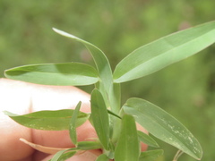 Chloris pycnothrix