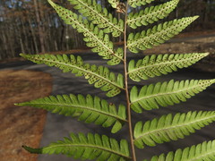 Dryopteris × australis
