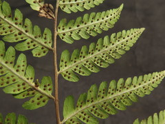 Dryopteris × australis