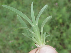 Chloris pycnothrix