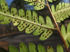 Dryopteris × australis