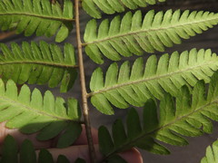 Dryopteris × australis