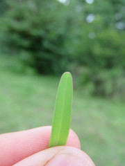 Chloris pycnothrix