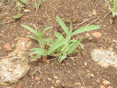 Chloris pycnothrix