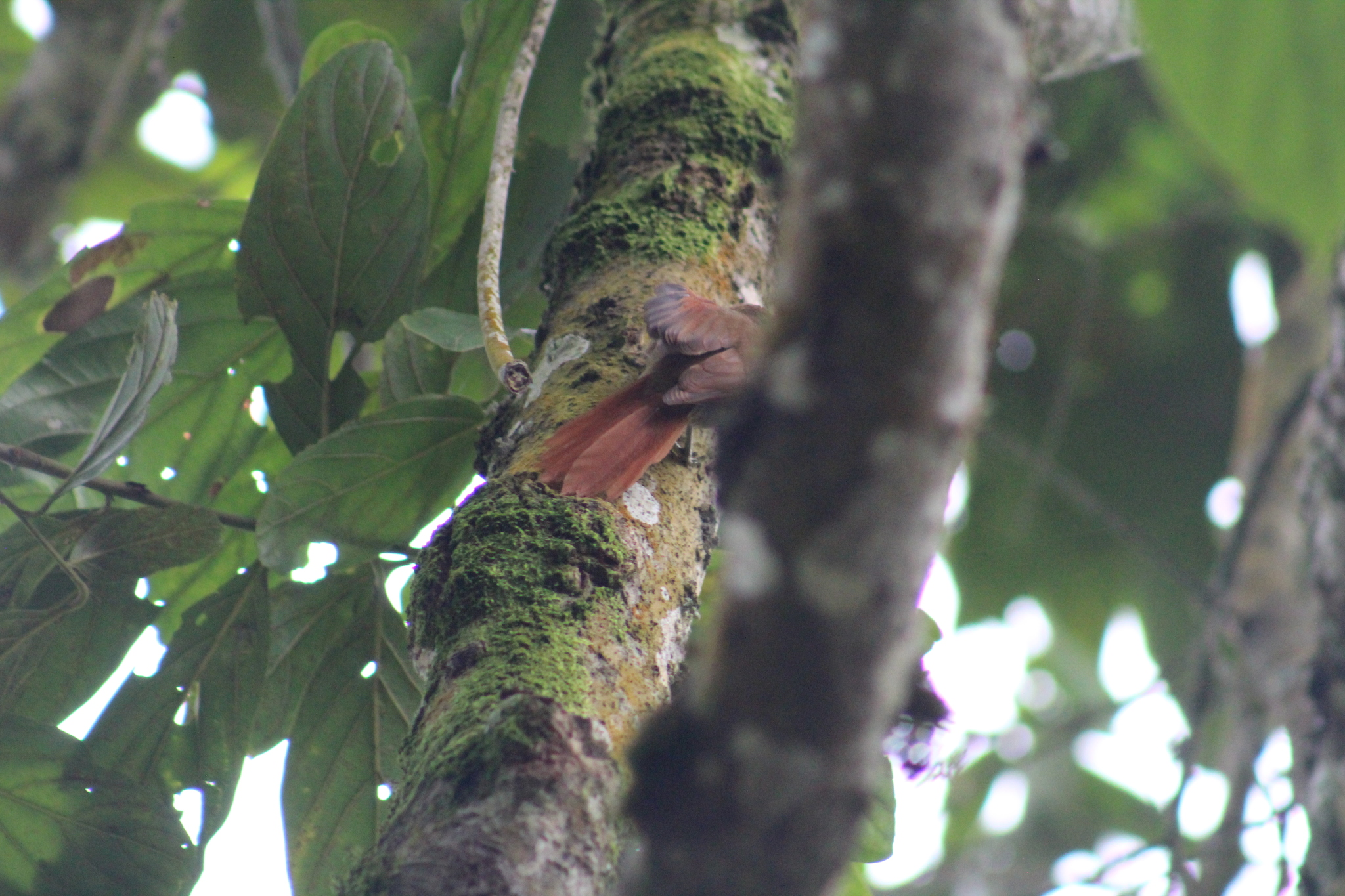 Ash-browed Spinetail (Cranioleuca curtata), photo 10