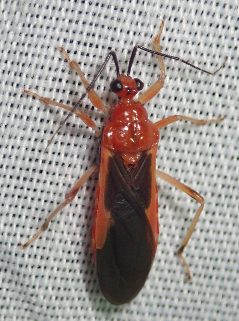 Cleptria oculata