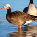 Greater White-fronted × Cackling Goose - Photo (c) Hannah Floyd, some rights reserved (CC BY-NC), uploaded by Hannah Floyd