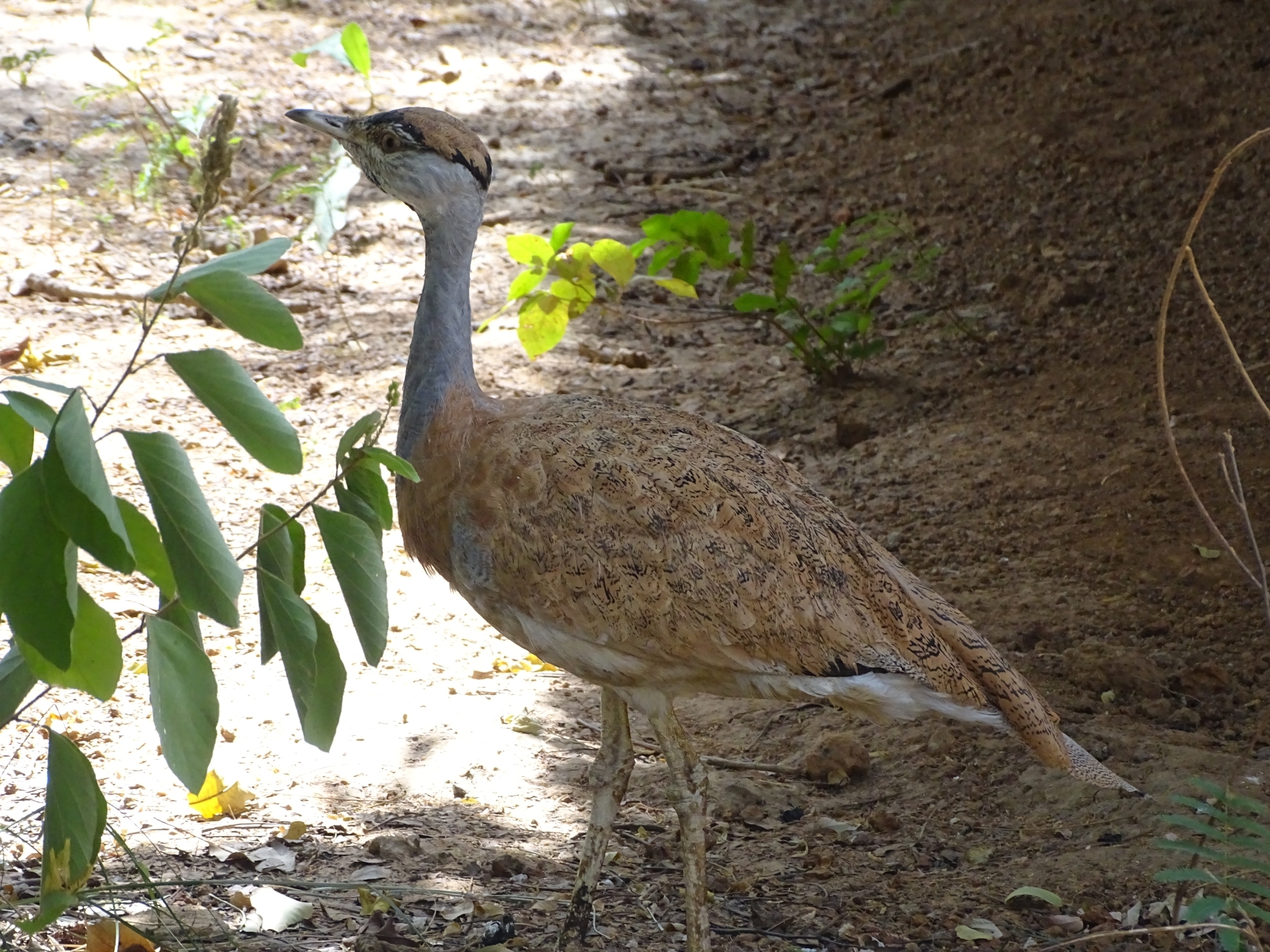Nubian Bustard illustration