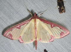 Cadarena pudoraria