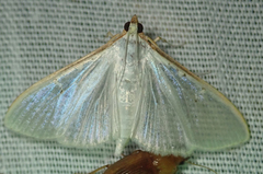 Palpita vitrealis